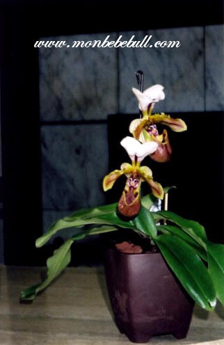 Paph spicerianum.jpg